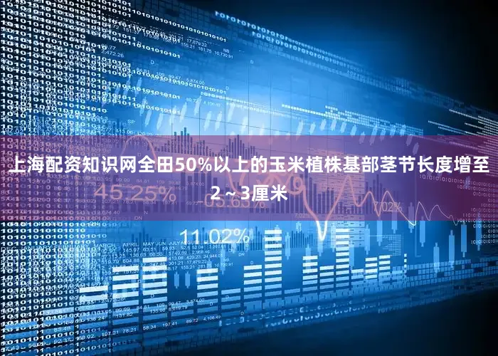 上海配资知识网全田50%以上的玉米植株基部茎节长度增至2～3厘米